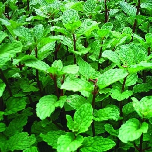 Mints