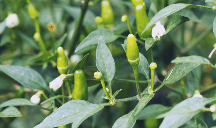 Hot Thai Chili Pepper in a Container