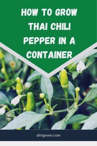 How To Grow Hot Thai Chili Pepper in a Container