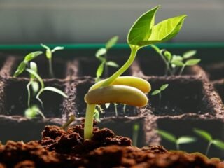How Long Does Beans Take To Germinate