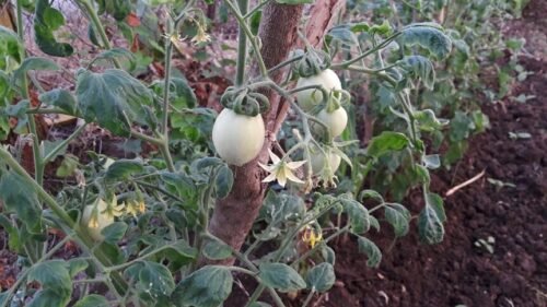 Why Do Garden Tomatoes Taste Better Than Store Tomatoes