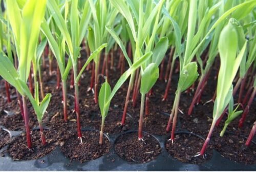 How Long Does Corn Take To Germinate From The Seed?