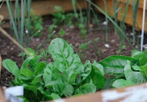 Top 10 Vegetables That Can Grow Throughout The Year