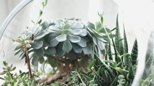 weirdest Edible Wild Plants