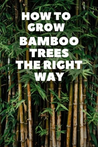 How To Grow Bamboo Trees The Right Way in The Yard?