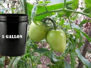What Is The Ideal Size Container To Grow Tomato Plants In Outside