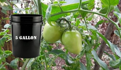What Is The Ideal Size Container To Grow Tomato Plants In Outside