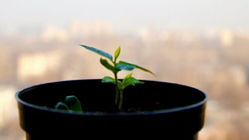 Why Rocks Should Not Be At The Bottom Of A Potted Plant