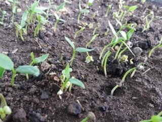 How Long Does Bell Pepper Take To Germinate From The seed?