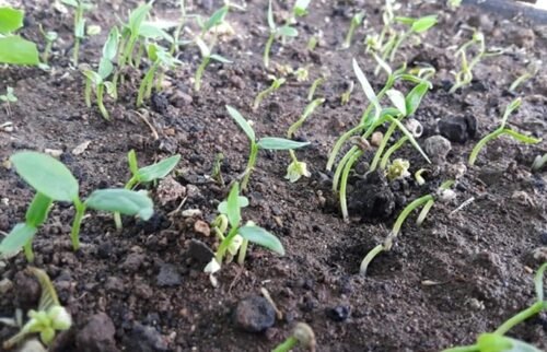 How Long Does Bell Pepper Take To Germinate From The seed?