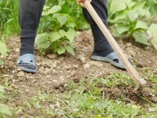 Here' How To Get Rid Of Unwanted Weeds In The Garden