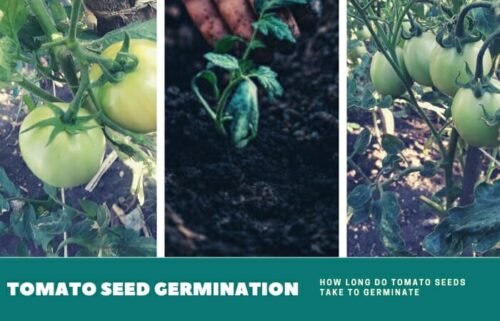 How Long Do Tomato Seeds Take To Germinate