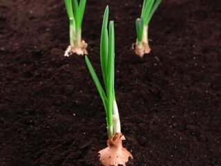 How Long Does it Take To Germinate Onion Seeds?