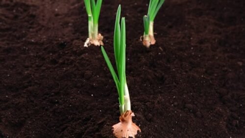 How Long Does it Take To Germinate Onion Seeds?
