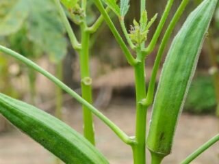 How Long Okra Seed Take To Germinate