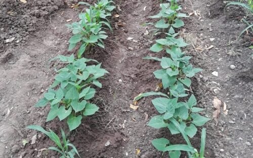 Why Seeds Do Not Germinate Well In Waterlogged Garden
