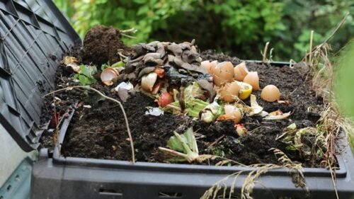 Why Earthworms In The Compost Pile A Good Sign?