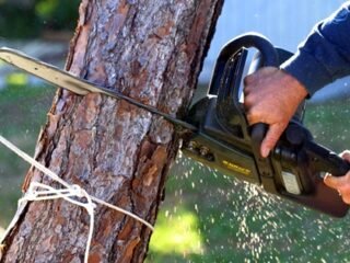 How Much Does it Cost to Remove a Tree From The Yard?