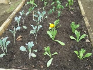 Benefits Of Raised Garden Beds