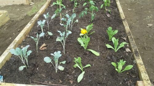Benefits Of Raised Garden Beds