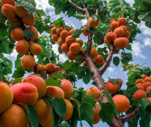 Dwarf Fruit Trees