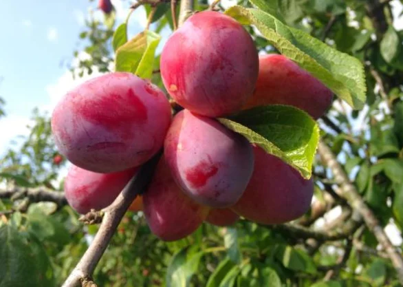 Dwarf Fruit Trees
