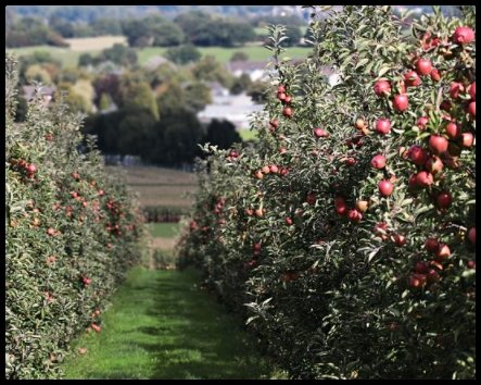 Fruit Trees That Produces fruits The Fastest