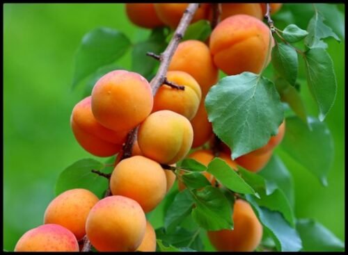 APRICOT TREE