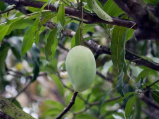 Low Maintenance Fruit Trees