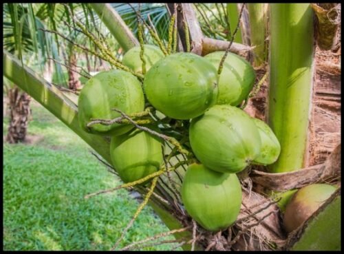 COCONUT TREE