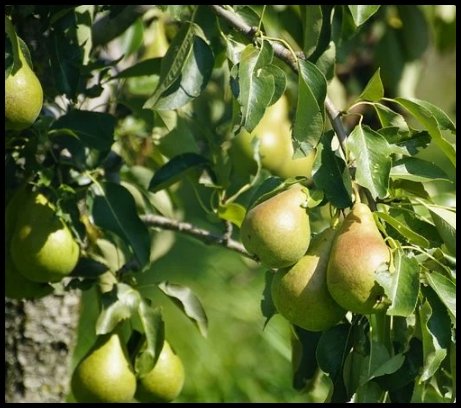 PEAR TREE