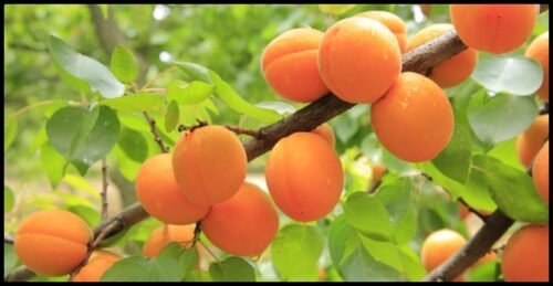 Fruit Trees That Produce fruits The Fastest