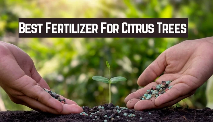Best Fertilizer For Citrus Trees