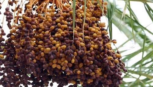 Fruits That Start With D