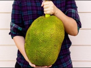 Here How To Know When A Jackfruit Is Ripe And Redy To Eat