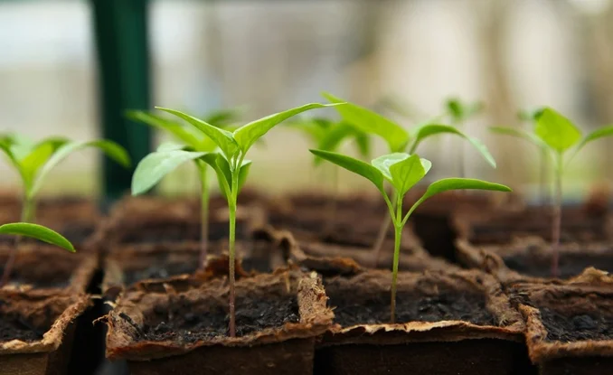 Vegetables That Grow On Trees