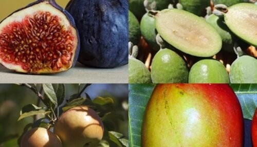 Fruits That Start With F