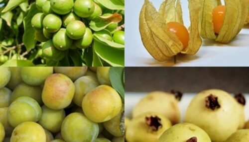 Fruits That Start With G