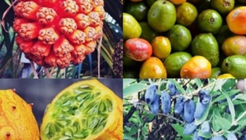 Fruits That Start With H