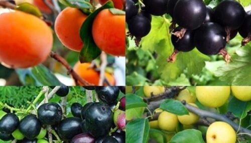 Fruits That Start With J