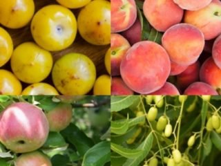 Fruits That Start With N
