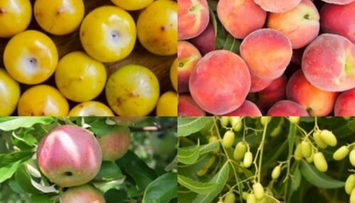 Fruits That Start With N