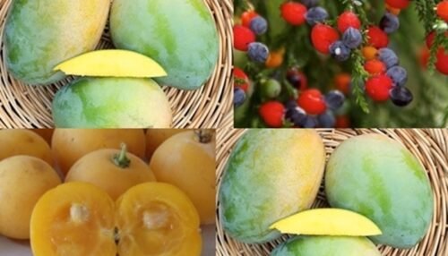 Fruits That Start With K
