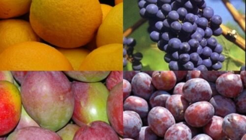 Fruits That Start With V