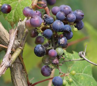 Fruits That Start With W