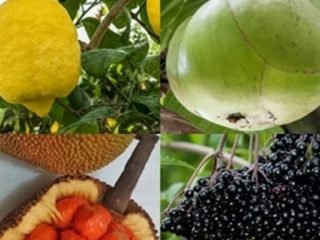 Fruits That Start with E
