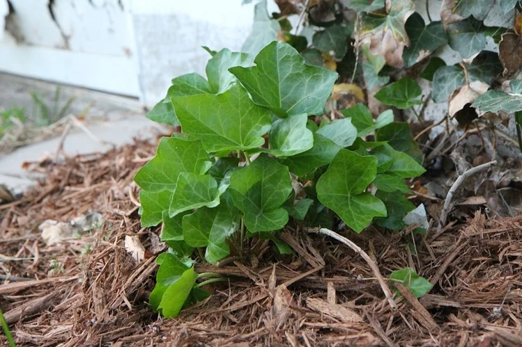 https://dirtgreen.com/do-potted-plants-need-their-soil-changed/