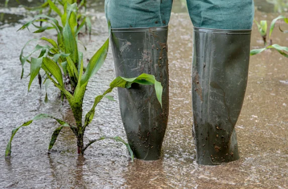 Why Plants Die Under Waterlogged Conditions