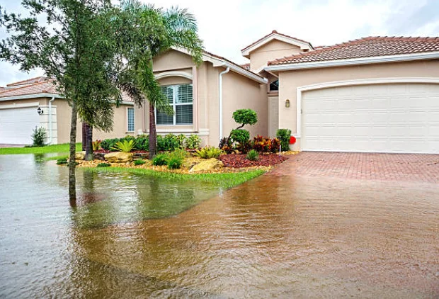 Why Plants Die Under Waterlogged Conditions