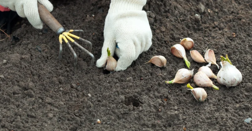 How To Treat Garlic Before Planting